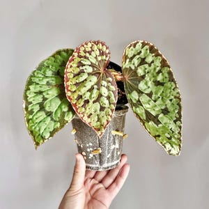 May include: A potted Begonia plant with large, patterned leaves in shades of green, red, and brown. The leaves have a unique spotted pattern. The plant is in a decorative pot with a textured finish.