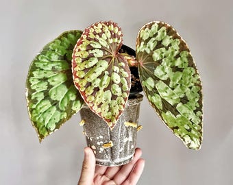Begonia .sp Kalimantan Tissue Culture (ALL PLANTS require you to purchase 2 plants!)
