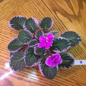 May include: A close-up of a pink African violet plant with dark green leaves with silver edges. The plant has two pink flowers.