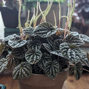 Peperomia Gray Luna Starter Plant (ALL STARTER PLANTS require you to purchase 2 plants!)