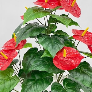 Miniature Anthurium - Etsy