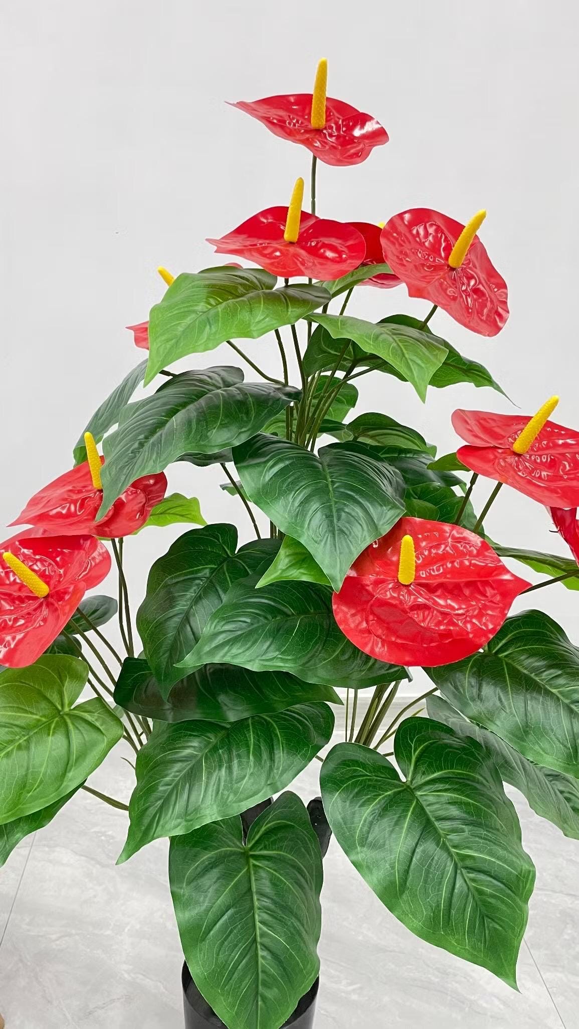 Anthurium Caliente Starter Plant (ALL STARTER PLANTS Require You to  Purchase 2 Plants!) - Etsy