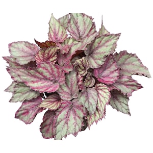 Jurassic Rex Begonia snowfall Starter Plant (ALL STARTER PLANTS require you to purchase 2 plants!)