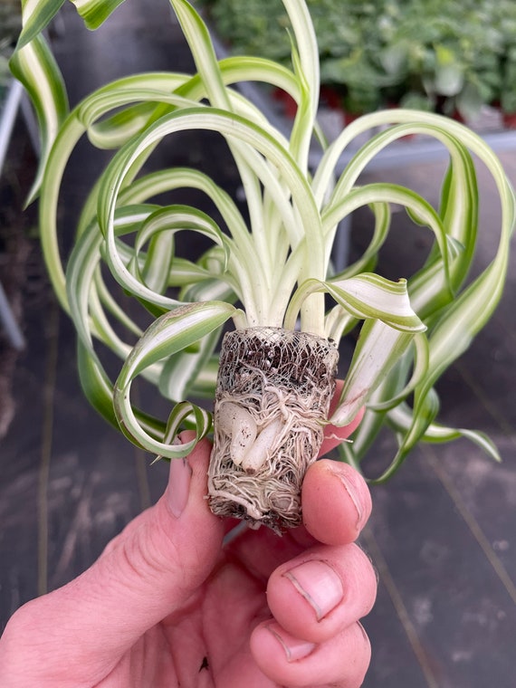 Curly Spider Plant bonnie Starter Plant ALL STARTER PLANTS 