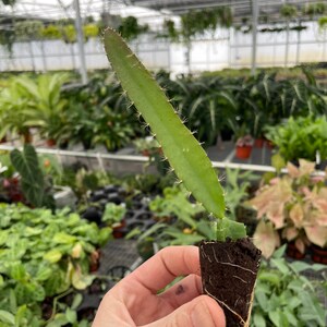 Puede incluir: Una planta de cactus verde con espinas que crece en una maceta peque&ntilde;a de color marr&oacute;n. La planta est&aacute; siendo sostenida por una mano.
