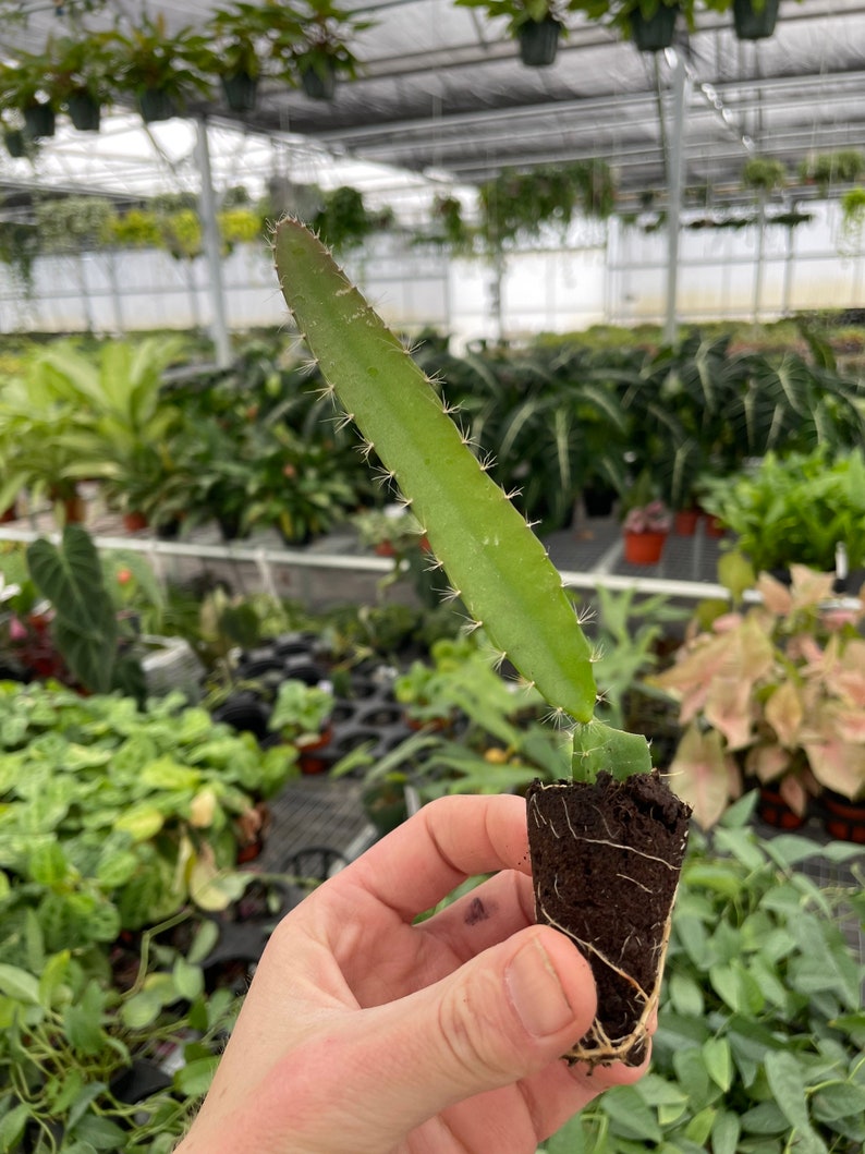 Puede incluir: Una planta de cactus verde con espinas que crece en una maceta peque&ntilde;a de color marr&oacute;n. La planta est&aacute; siendo sostenida por una mano.