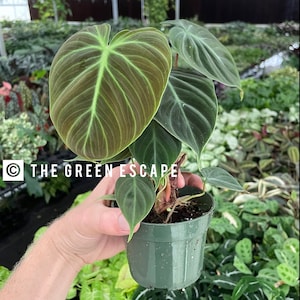 May include: A dark green velvet leaf plant with light green veins in a green plastic pot. The plant is being held by a hand. The text "THE GREEN ESCAPE" is visible in the bottom left corner of the image.