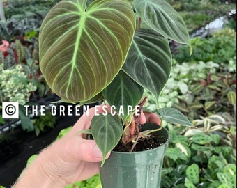 philodendron el choco red Starter Plant (ALL STARTER PLANTS require you to purchase 2 plants!)