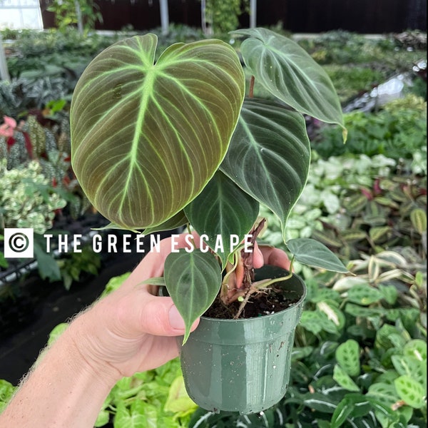 philodendron el choco red Starter Plant (ALL STARTER PLANTS require you to purchase 2 plants!)