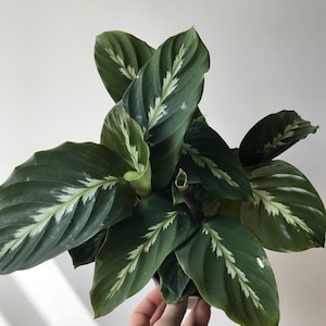 Calathea Maui queen  Starter Plant (ALL STARTER PLANTS require you to purchase 2 plants!)