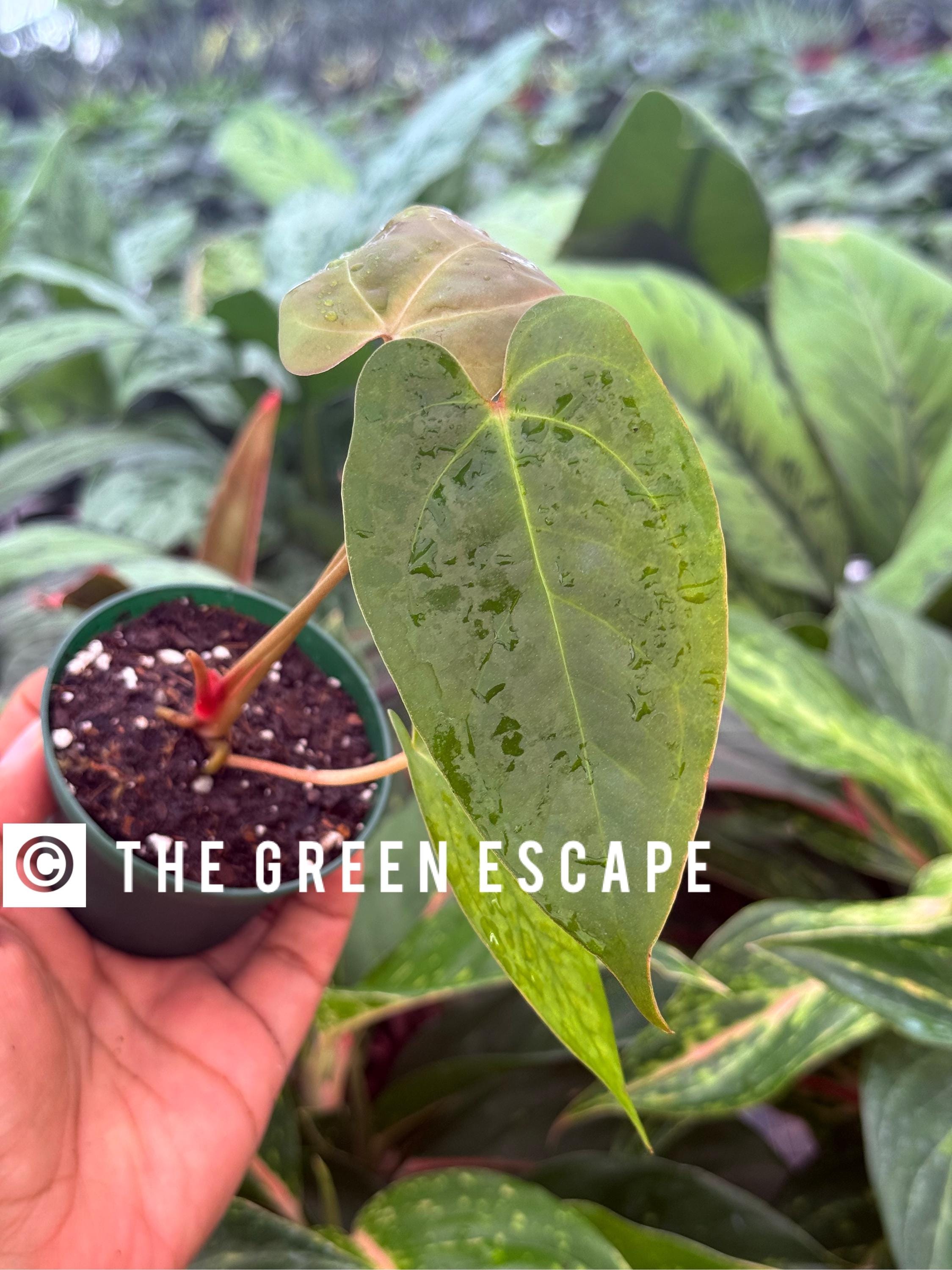 Anthurium Ace of Spades X Luxurians - Etsy