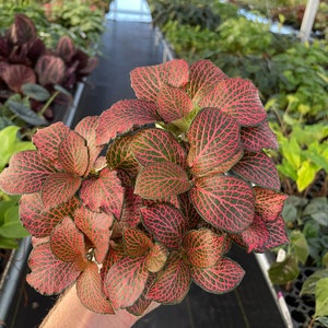 Pink fittonia nerve plant 4 pot ALL PLANTS require you to purchase 2 plants image 6