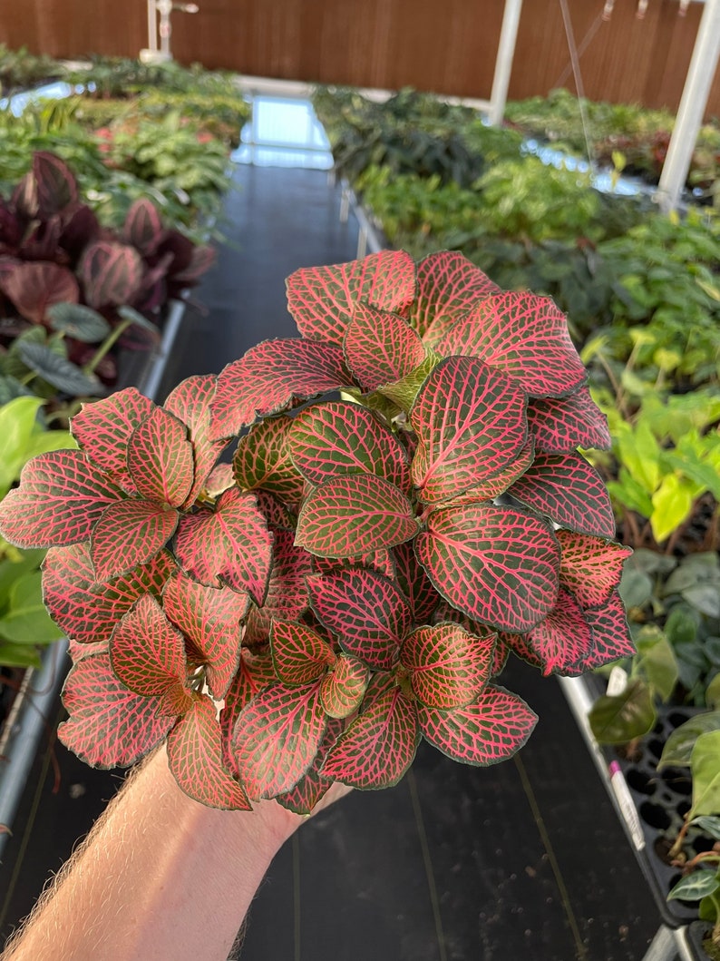 Pink fittonia nerve plant 4 pot ALL PLANTS require you to purchase 2 plants image 6