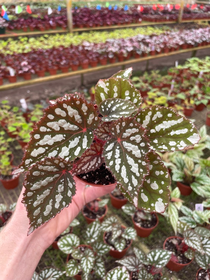 TheGreenEscape Begonia Betsy - Thumbnail 4