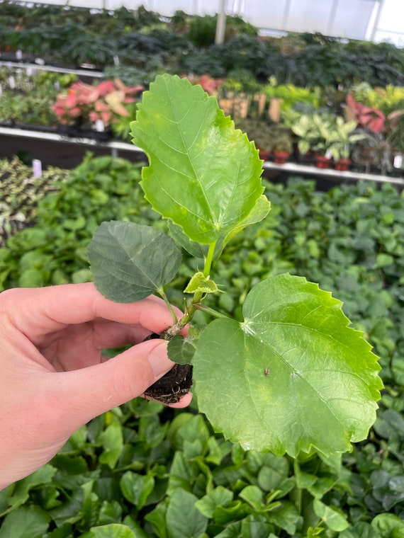 Think Pink Hibiscus Starter Plant (ALL STARTER PLANTS Require You