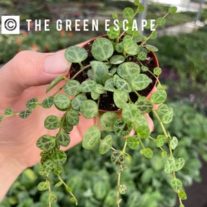 May include: A small potted plant with green and white variegated leaves. The plant is called "The Green Escape".