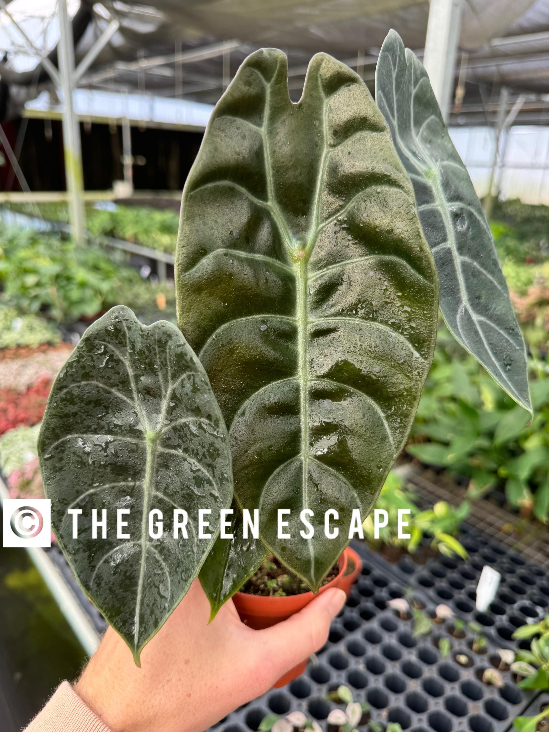 Alocasia Watsoniana Dark Form Starter Plant (ALL STARTER PLANTS