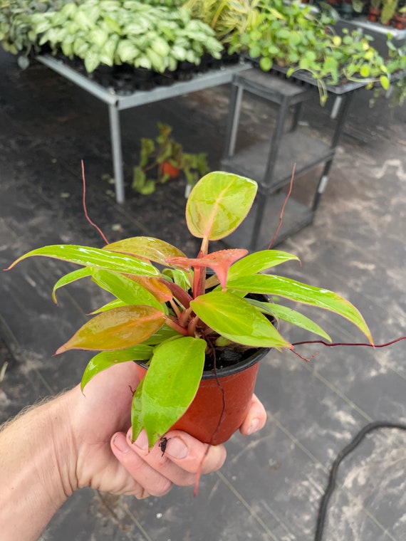 Philodendron Red Sun 4 Pot (ALL PLANTS Require You to Purchase 2 Plants!)  - Etsy