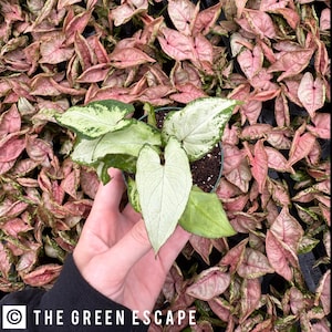 May include: A potted Syngonium plant with large, heart-shaped leaves in shades of green and white. The plant is surrounded by pink and green leaves. The text "THE GREEN ESCAPE" is visible in the bottom left corner.