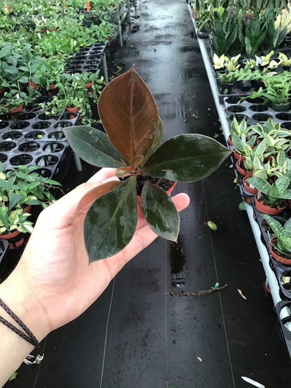 philodendron gloriosum temperature Philodendron Gloriosum