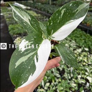 Philodendron white wizard 4” pot (ALL PLANTS require you to purchase 2 plants!)