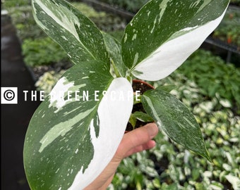 Philodendron white wizard 4” pot (ALL PLANTS require you to purchase 2 plants!)