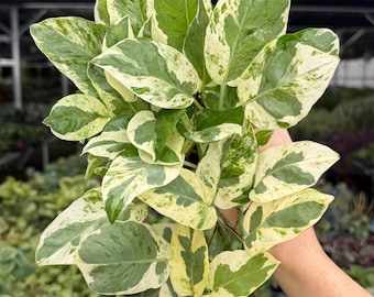 Exact Plant Pothos N’Joy Specific 4” Pot 297FEE | F (All PLANTS require you to purchase 2 plants!)