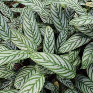 Calathea Never Never Starter Plant (ALL STARTER PLANTS require you to purchase 2 plants!)