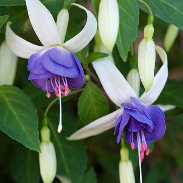 Fuchsia Delta Sarah Starter Plant (ALL STARTER PLANTS require you to purchase 2 plants!)