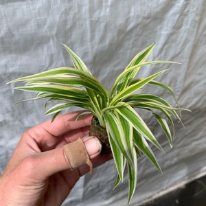 Spider Plant Chlorophytum Zebrina Starter Plant ALL STARTER PLANTS require you to purchase 2 plants image 3