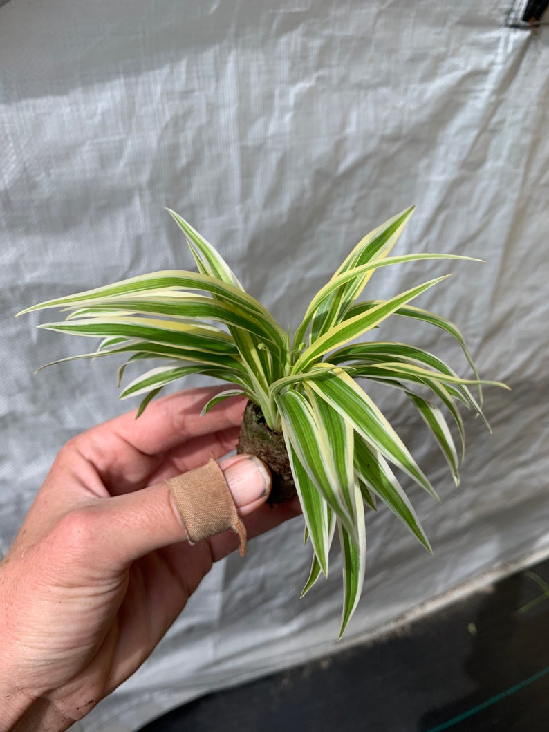 Spider Plant Chlorophytum Zebrina Starter Plant ALL STARTER PLANTS require you to purchase 2 plants image 3