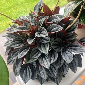 Peperomia Mendoza Starter Plant (ALL STARTER PLANTS require you to purchase 2 plants!)