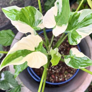 May include: A potted plant with large, heart-shaped leaves. The leaves are a vibrant green with creamy white variegation. The plant is in a blue pot, and the soil is visible. The overall aesthetic is fresh and natural.