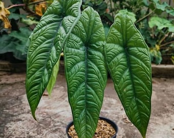alocasia puncak borneensis Starter Plant (ALL STARTER PLANTS require you to purchase 2 plants!)