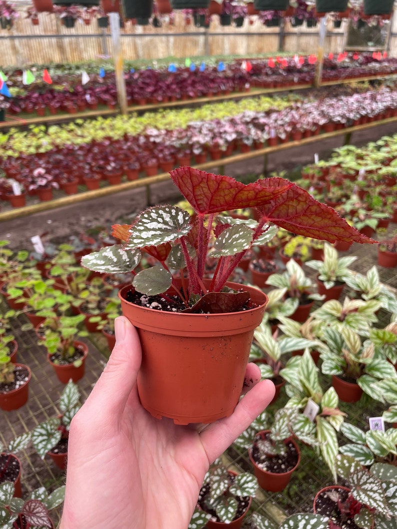 TheGreenEscape Begonia Betsy - Thumbnail 2