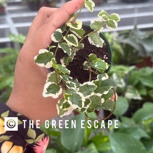 Ficus pumila variegata ( variegated creeping fig 2” Pot (ALL PLANTS require you to purchase 2 plants!)