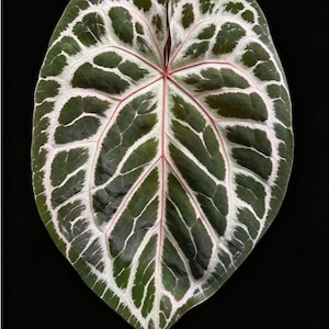 Anthurium Red Tiger - Etsy