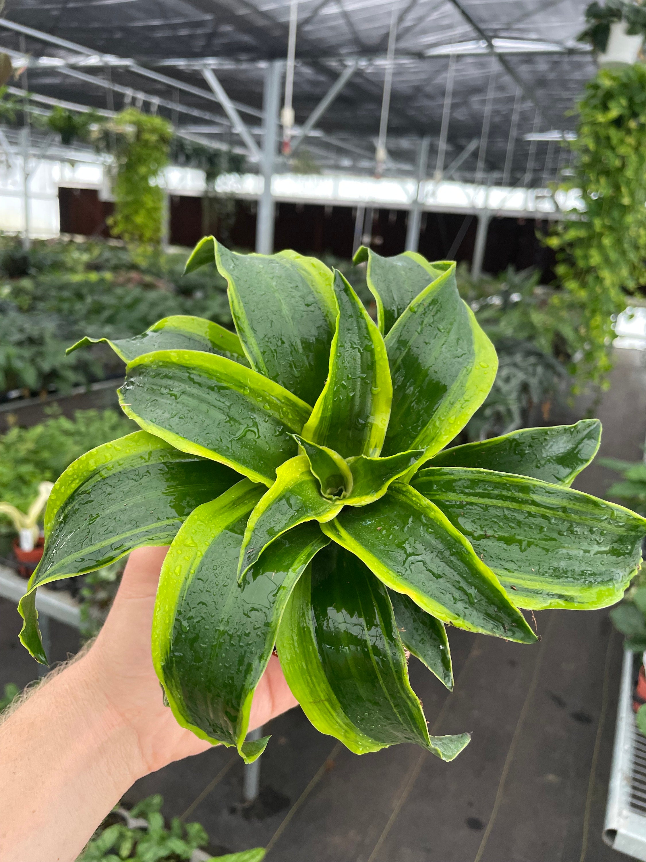 Dracaena Tornado 4” Pot (ALL PLANTS Require You to Purchase 2