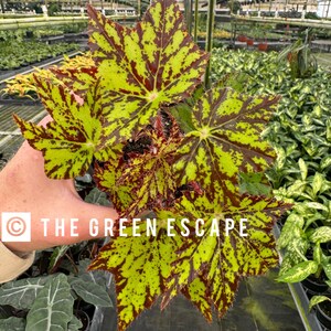Begonia Geometry 4pot ALL PLANTS Require You to Purchase 2 Plants - Etsy
