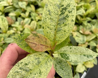 Ficus shivereana moonshine Starter Plant  (ALL STARTER PLANTS require you to purchase 2 plants!)