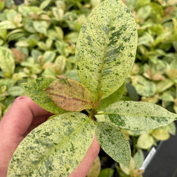 Ficus shivereana moonshine Starter Plant  (ALL STARTER PLANTS require you to purchase 2 plants!)