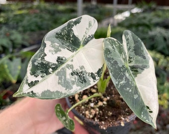 Alocasia variegated frydek 4” pot (ALL PLANTS require you to purchase 2 plants!)