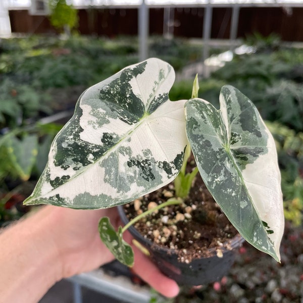 Pot panaché de 4 po. Alocasia frydek (TOUTES LES PLANTES nécessitent l'achat de 2 plantes !)