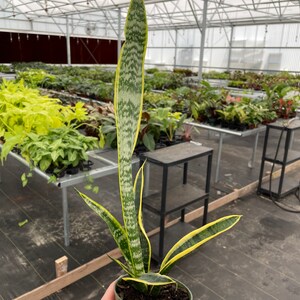 Puede incluir: Una planta de serpiente en maceta (Sansevieria trifasciata) con hojas largas y verticales. Las hojas son verdes y amarillas, con un borde verde oscuro. La planta est&aacute; en una maceta de pl&aacute;stico verde. El fondo muestra un invernadero.