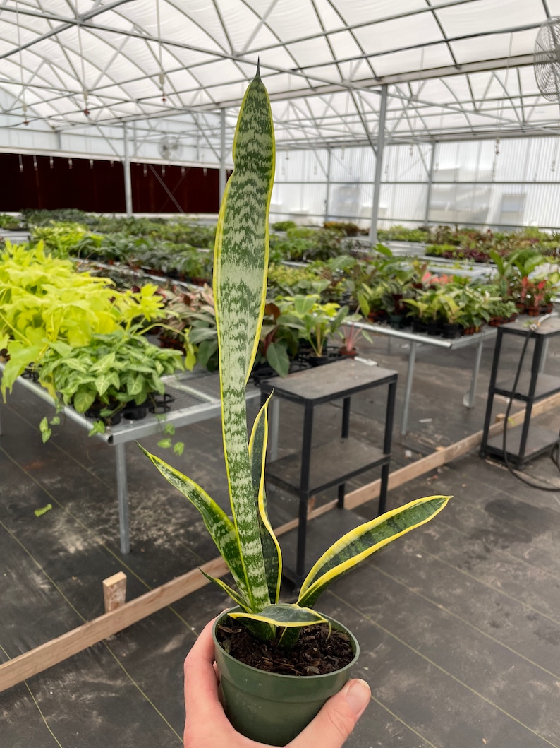 Puede incluir: Una planta de serpiente en maceta (Sansevieria trifasciata) con hojas largas y verticales. Las hojas son verdes y amarillas, con un borde verde oscuro. La planta est&aacute; en una maceta de pl&aacute;stico verde. El fondo muestra un invernadero.