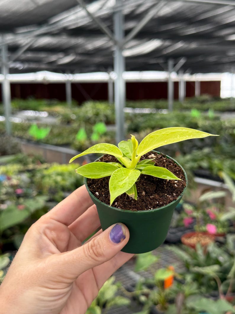 TheGreenEscape Philodendron Imperial - Thumbnail 5