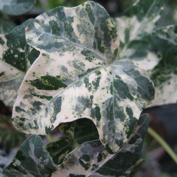 Hedera helix mint kolibri Starter Plant (ALL STARTER PLANTS require you to purchase 2 plants!)