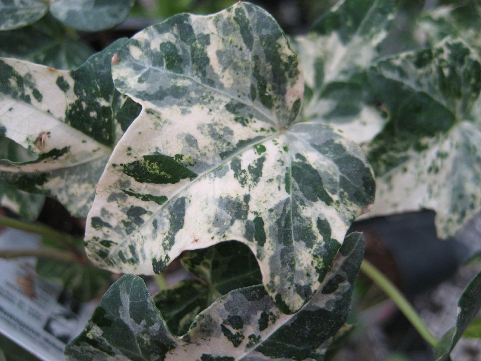 Hedera Helix Mint Kolibri Starter Plant (ALL STARTER PLANTS Require You to  Purchase 2 Plants!) - Etsy Israel
