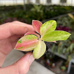 Aglaonema rainbow Starter Plant ALL STARTER PLANTS require you to purchase 2 plants image 2