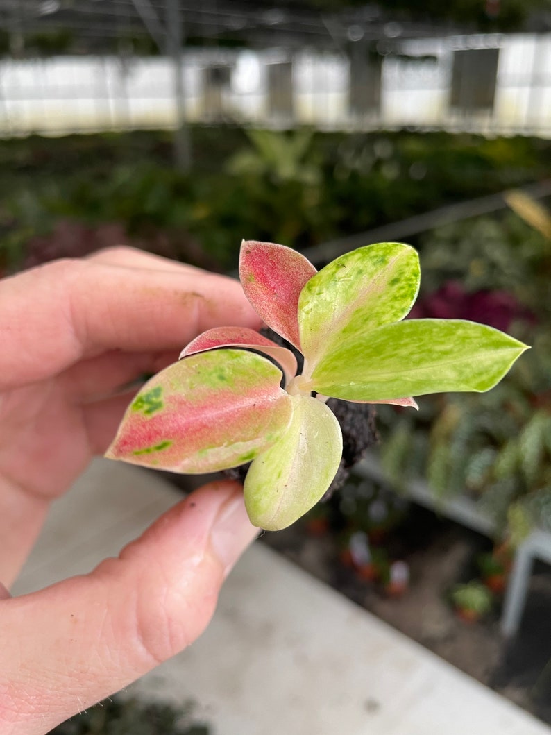 Aglaonema rainbow Starter Plant ALL STARTER PLANTS require you to purchase 2 plants image 2